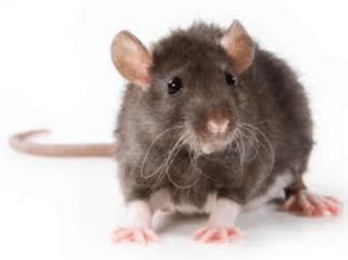 a rat or mouse representing our rodent droppings cleaning services in Sarasota, FL