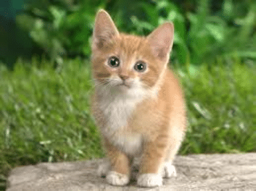 cat representing cat urine clean up in Sarasota County